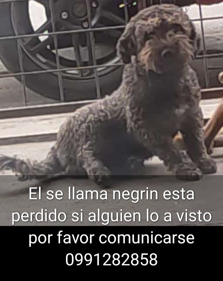 AlertaMePerdi's tweet photo. #PERDIDO #GUAYAQUIL
Nombre: #NEGRIN
Fecha: 25/09/23
Sector: Sur, Coop. Reyna del Quinche 2
Sexo: Macho
Raza: Mestizo
ObsV : Lanudo, color gris con bigotes y cejas, ojos café claro
Contacto: 0981022086-0991282858
¡Ayúdalo a volver con su familia!
#AlertaMePerdí https://t.co/SAVqMz6Fnt