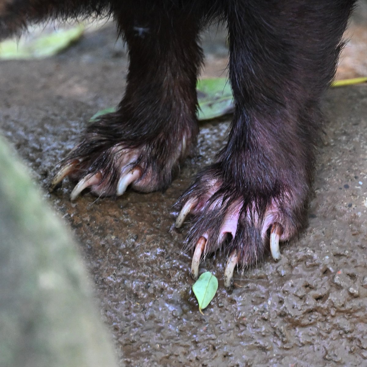 水辺に生息する #ヤブイヌ には、指間にある皮膚が水掻きのように発達しています（webbed feet）。前足を拡大した右の写真では、第３趾と4趾の間で目立っています。犬でもラブラドルレトリバーなどの品種で認められます。
#bushdog #ズーラシア #ZOORASIA