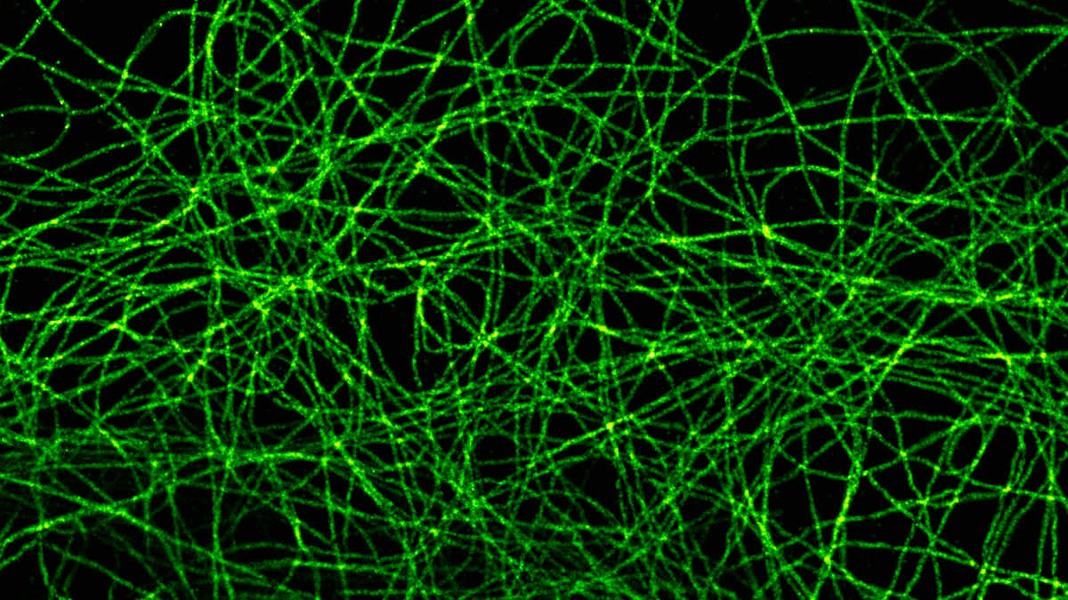 The cell is small but easy to get lost!