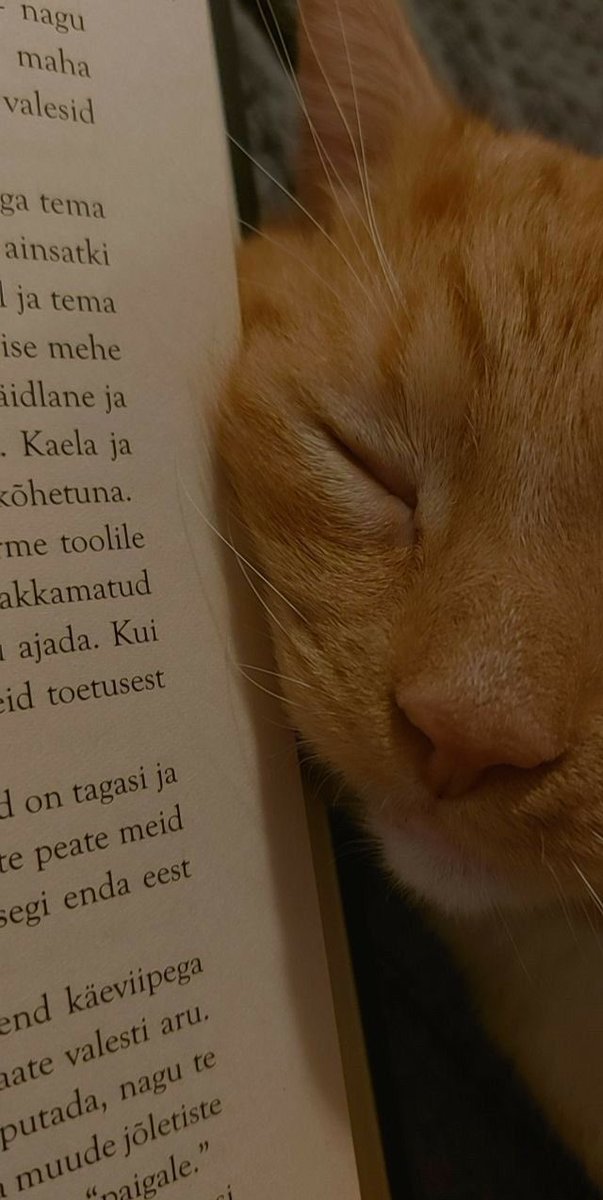 cats that will heal your mental state (@catsmental) on Twitter photo 