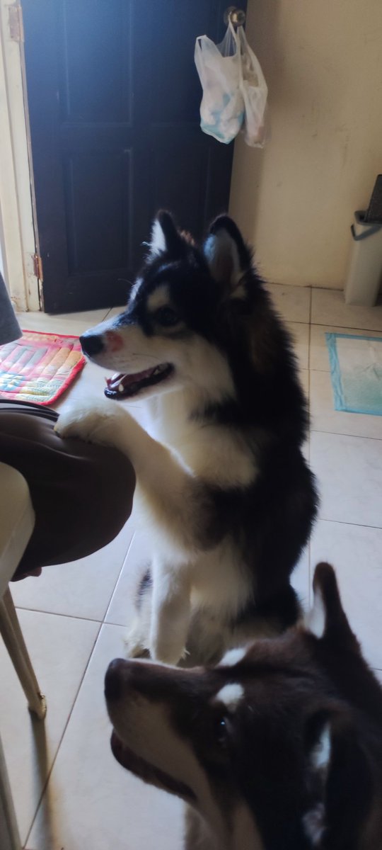 IcePrinceKeith's tweet image. This chick boy has a kiss mark on his snout🤣