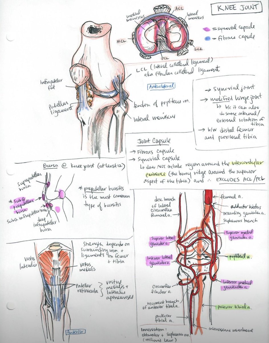 Image for the Tweet beginning: Knee anatomy from
Ambition ribbons 
