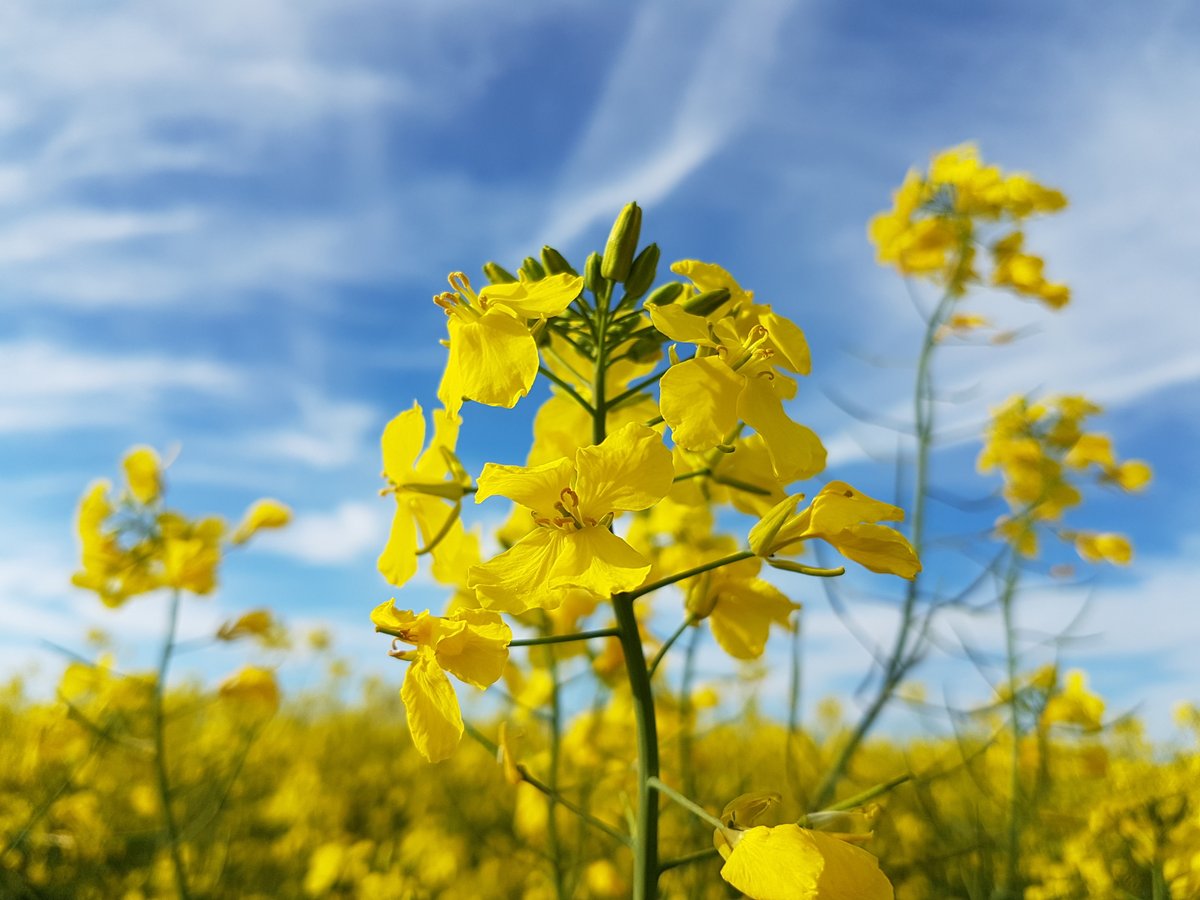 Greenhouse credentials of Australia’s canola industry recognised by the European Commission. 
shorturl.at/acoZ8 @Pulse_Australia