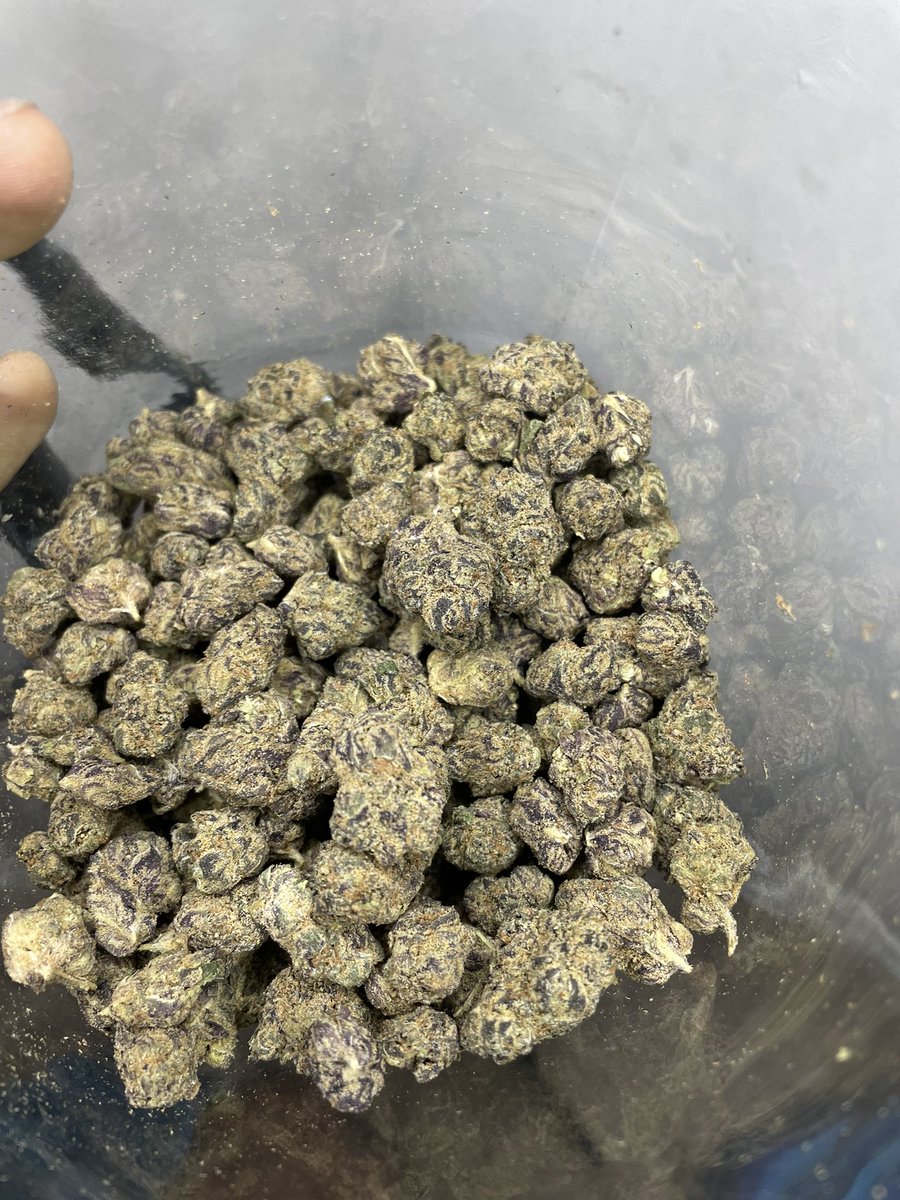 HoustonPlugGas's tweet image. Coconut Kush ⛽️🥥  Tap in for Deliveries #houstonplug #Houstonmeets #springplug #htx #houstonmeetup #houstongas #htxplug #htxgas #cypressplug #conroeplug #houstonfreaks #nfsw