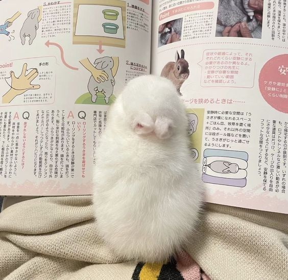 Bunnies (@rabbiteveryhour) on Twitter photo 