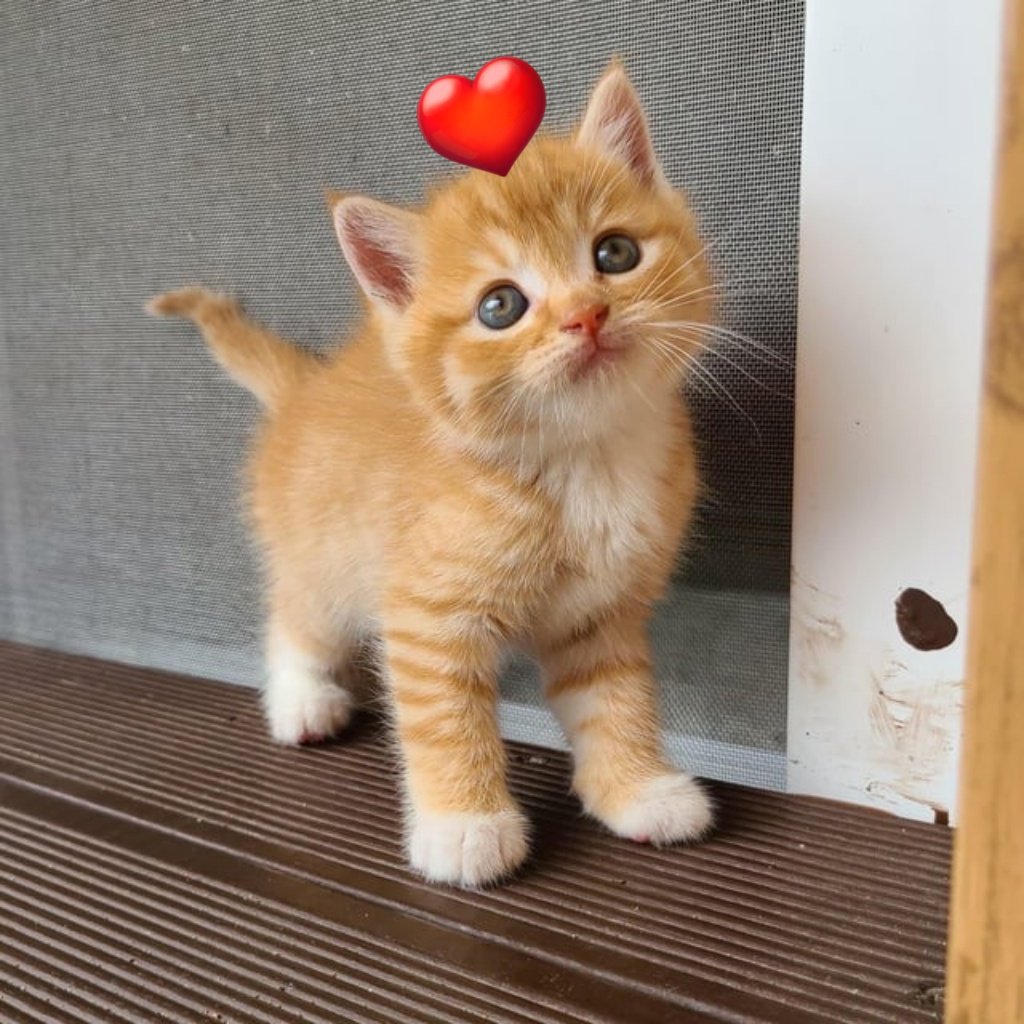 HumSmilbo's tweet image. It's been fun, thank you my friends for being a part of humtwt.

Always remember to being kind and playing..