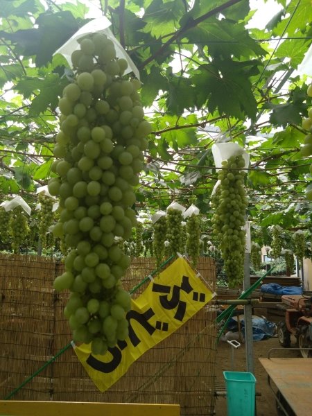 📸東金市「東金ぶどう郷」

ながーいぶどうがこんなにたくさん😲✨

千葉県はぶどうも美味しいってご存じですか？🍇
県下最大級のぶどうの産地「東金ぶどう郷」では、地域に点在する果樹園で巨峰やシャインマスカットなどのぶどう狩りが楽しめます♪

かまこさんの投稿
love-love-chiba.jp/photo?pid=35108