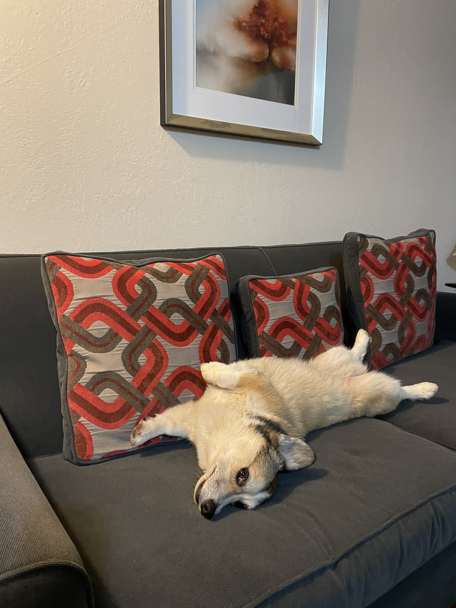 Corgi stretch. 

#CorgiCrew