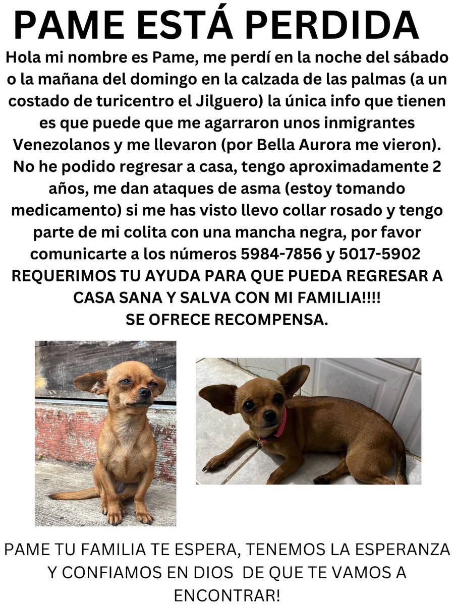 Ayúdenme a compartir x favor! Nos duele tanto no saber de nuestra perrita. <a href="/SoyFlordeMaria/">Flor Reyes</a> <a href="/susanamorazan/">Susana Morazan</a> <a href="/ElyRecinos/">ElyRecinos</a> <a href="/michymeyer/">MichelleMeyerA</a>