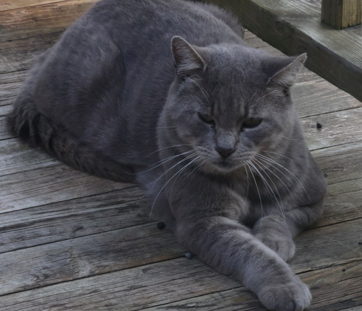 SylviedeMaison1's tweet photo. Le beau Horace apprécie de plus en plus notre balcon...
Je l'amadoue tranquillement 🩶🤍
Il est de moins en moins sauvage! 😻
#ChatErrant
#ProgrammeCSRM https://t.co/ZlchKLqBwm