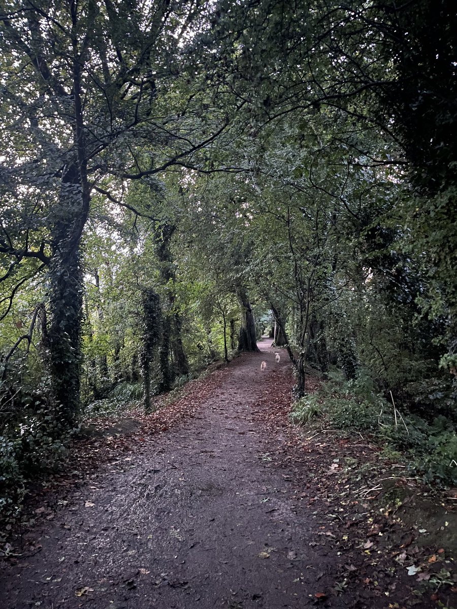 DavidMahedy's tweet photo. Lovely morning on the Riverbank 🐕‍🦺🐶🐶 next stop Shelbourne Park 💪 for “Parklife” active session at 10am join the Be Active Revolution &amp; improve your quality of life 🌟 https://t.co/DMKSkUmof2
