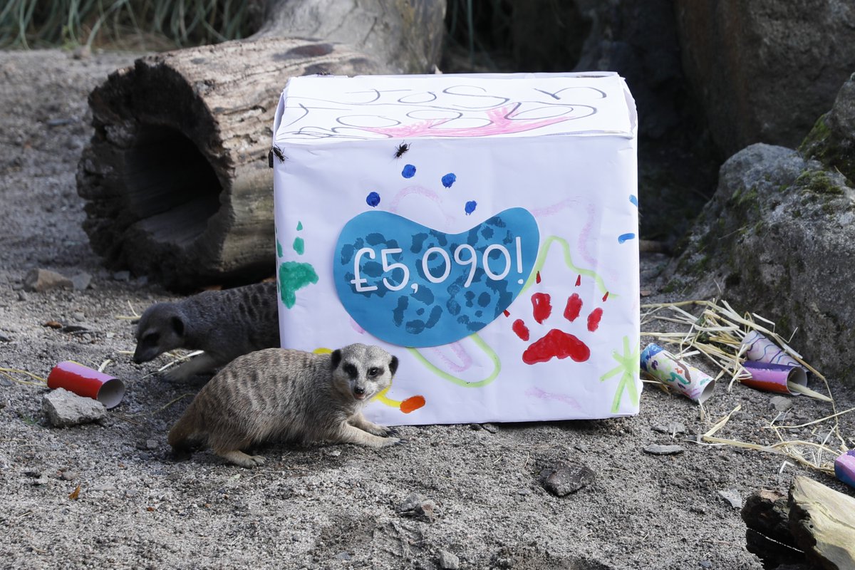 EdinburghZoo's tweet image. THANK YOU to everyone who raised an a-meer-zing £5,090 to help us bring a mob of meerkats to @echcharity 💛

All your donations will go towards building a new meerkat enclosure that will help us bring children closer to nature at the Royal Hospital for Children and Young People🐾