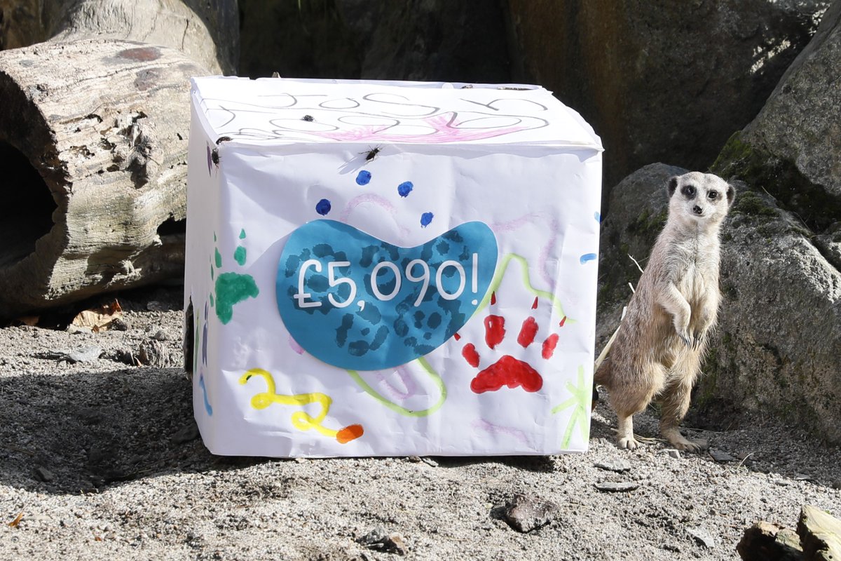EdinburghZoo's tweet image. THANK YOU to everyone who raised an a-meer-zing £5,090 to help us bring a mob of meerkats to @echcharity 💛

All your donations will go towards building a new meerkat enclosure that will help us bring children closer to nature at the Royal Hospital for Children and Young People🐾