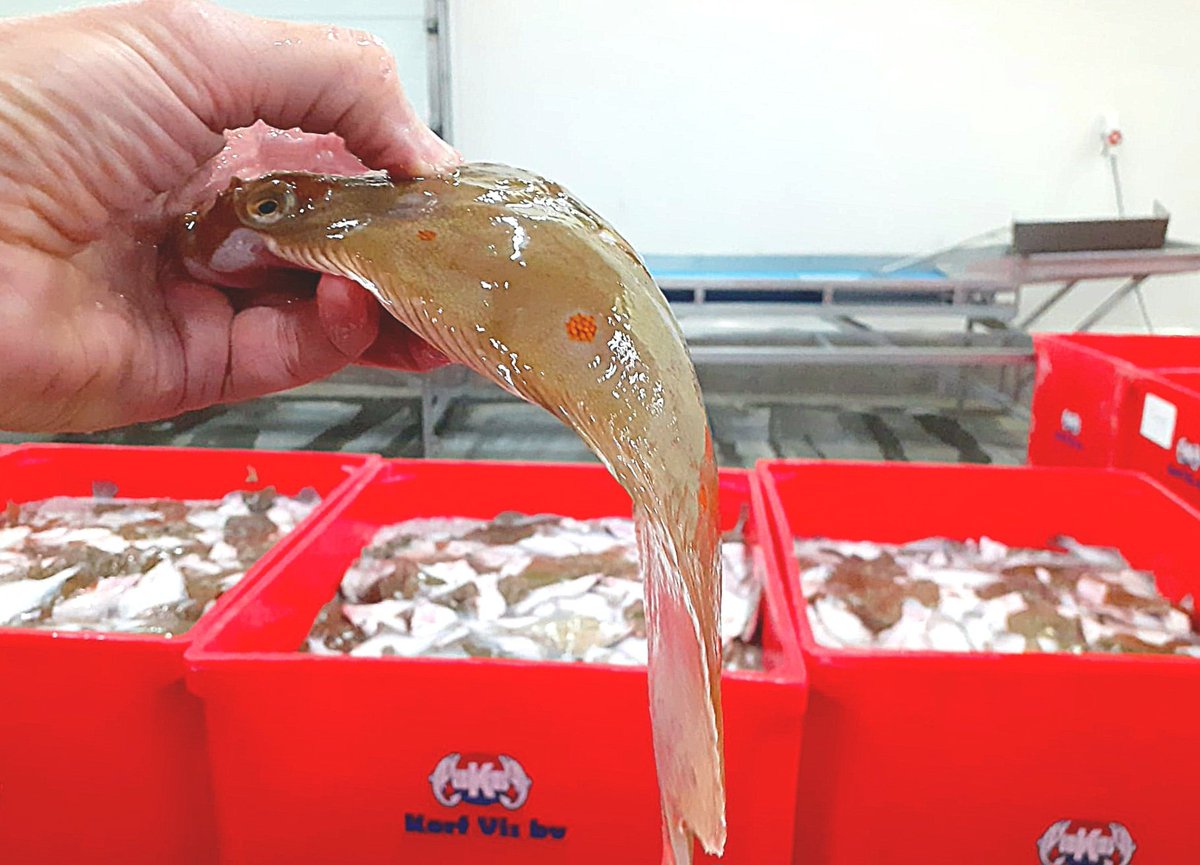 Platvis is veel te mager. Waarnemers aan boord van <a href="/surveys_tridens/">IMARES @ Tridens ❤️ Memecoin</a> schrikken zich rot. "Wat is er aan de hand op de Noordzee met al die kleine en magere vis? Ben bang dat het te maken heeft met verstoring door de #windparken.’’ 

Lees het verslag: visserijnieuws.nl/nieuws/algemee…