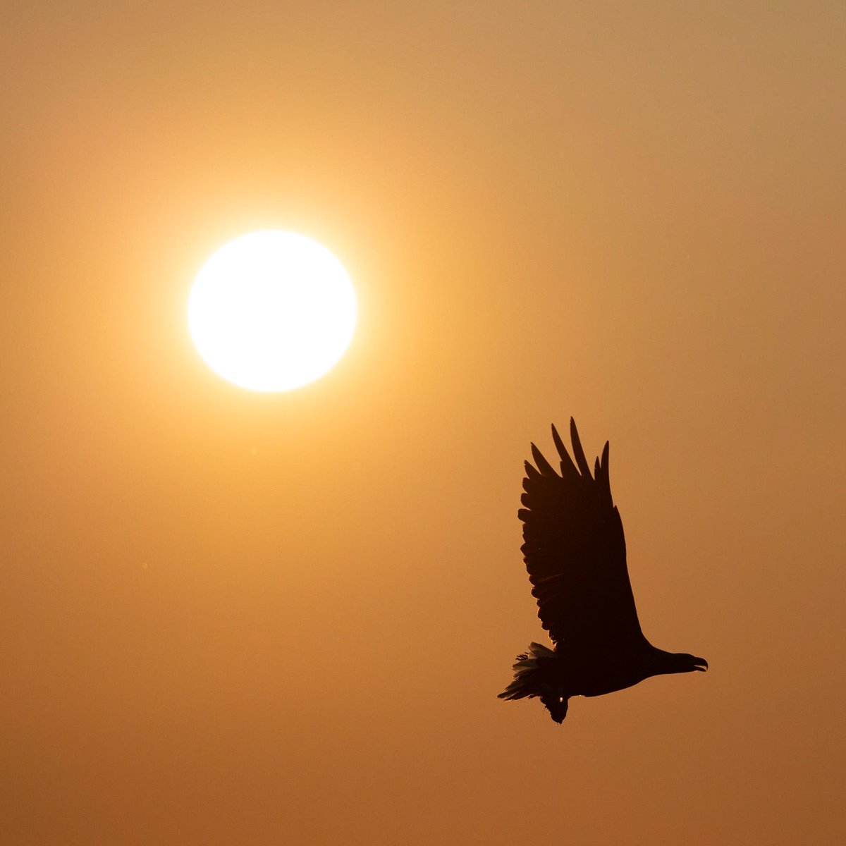 leirdal's tweet photo. @osdanymaury_ White-tailed eagle (sea eagle) on the coast of Norway. https://t.co/OLDU7SQ7x4