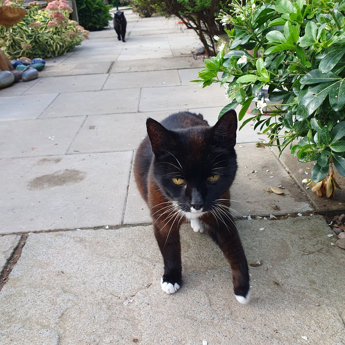 #GivingTuesday ~ Lucy is a newbie in the Village &amp; finding her paws 🐾 As you can see most of the paving has now been completed making it easier for the cats &amp; volunteers &amp; also for visitors. <a href="/ClaireHerzig1/">Claire Herzig</a> is trying to raise funds towards the cost 🤞 justgiving.com/page/claire-he…