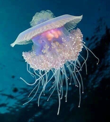 crown jellyfish 🫧