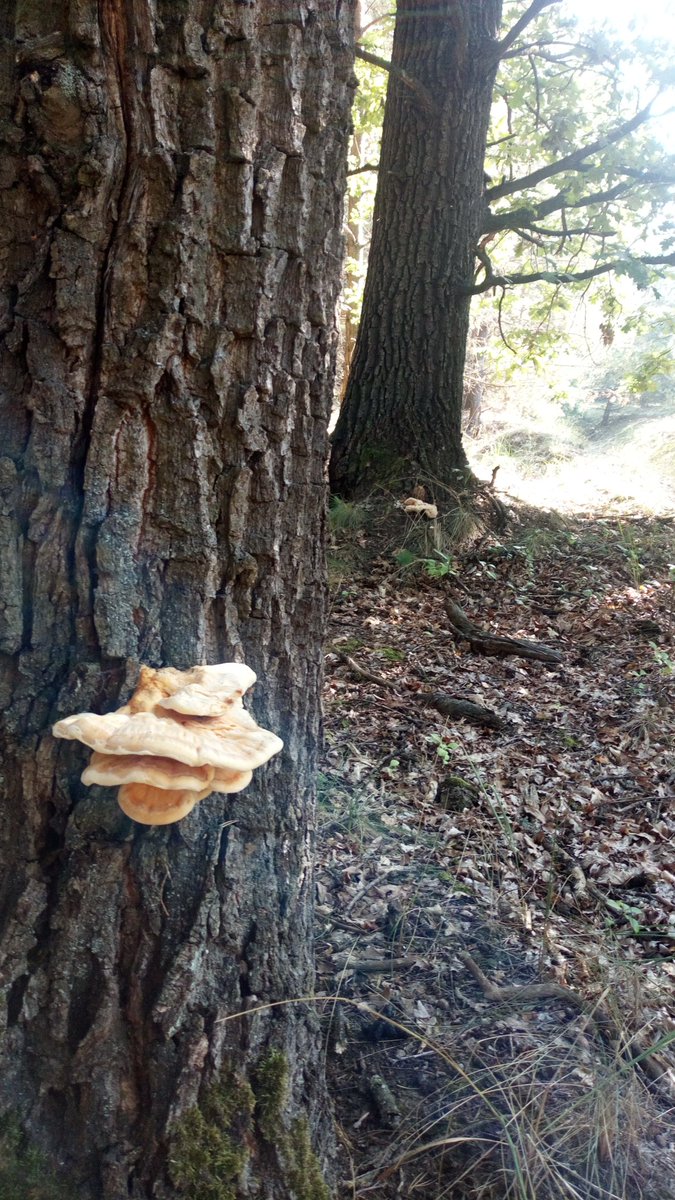 #thicktrunktuesday and #toadstooltuesday. Two oaks, two #ChickenoftheWoods. #Pilze #Mushroom #Fungi #Natur #Nature #Baum #Tree