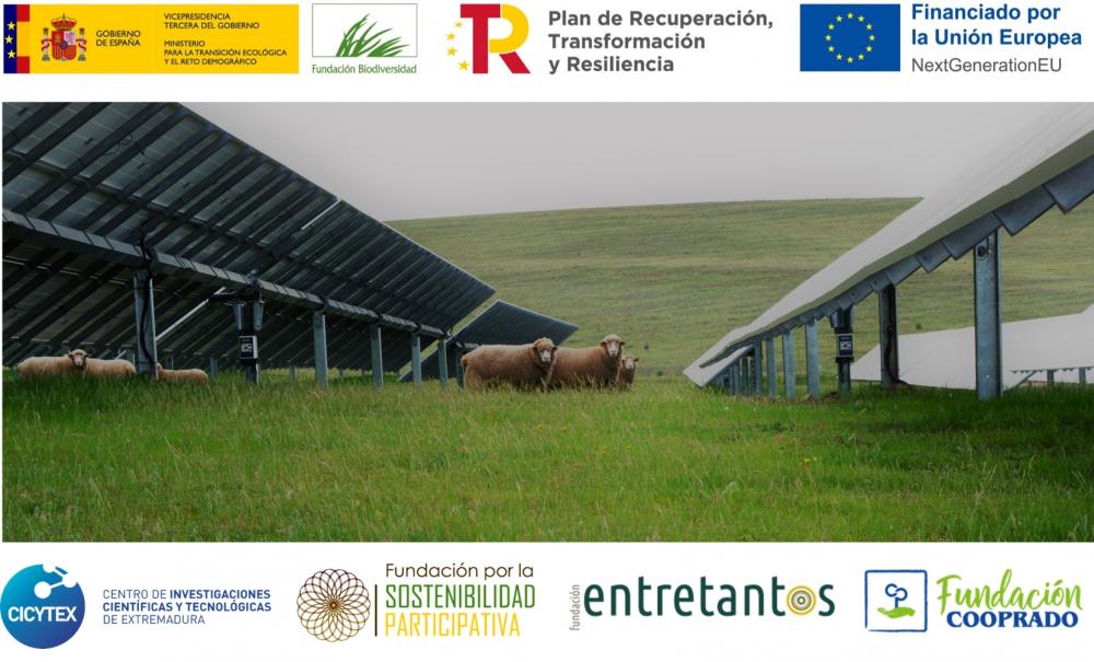 🧵O el Proyecto #PastoreoFV, q coordina @CICYTEX y q pretende👇 🐑🌞Implantar en plantas fotovoltaicas estrategias de gestión basadas en la ganadería extensiva para hacerlas más sostenibles y aprovechar esas tierras entretantos.org/pastoreo-fv/ #ProyectosPRTR #PlanDeRecuperación