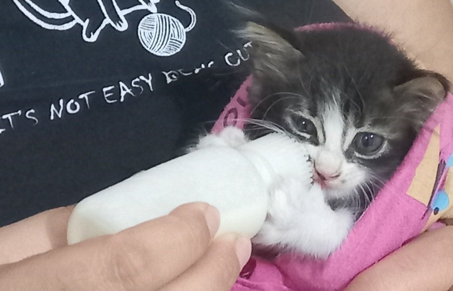 akyildizselma1's tweet photo. #kedi , #kedisahiplenmek,  #hayvandostlarimiz, #miyav, #pati, #minikdostlarimiz https://t.co/6zWsPJHESr