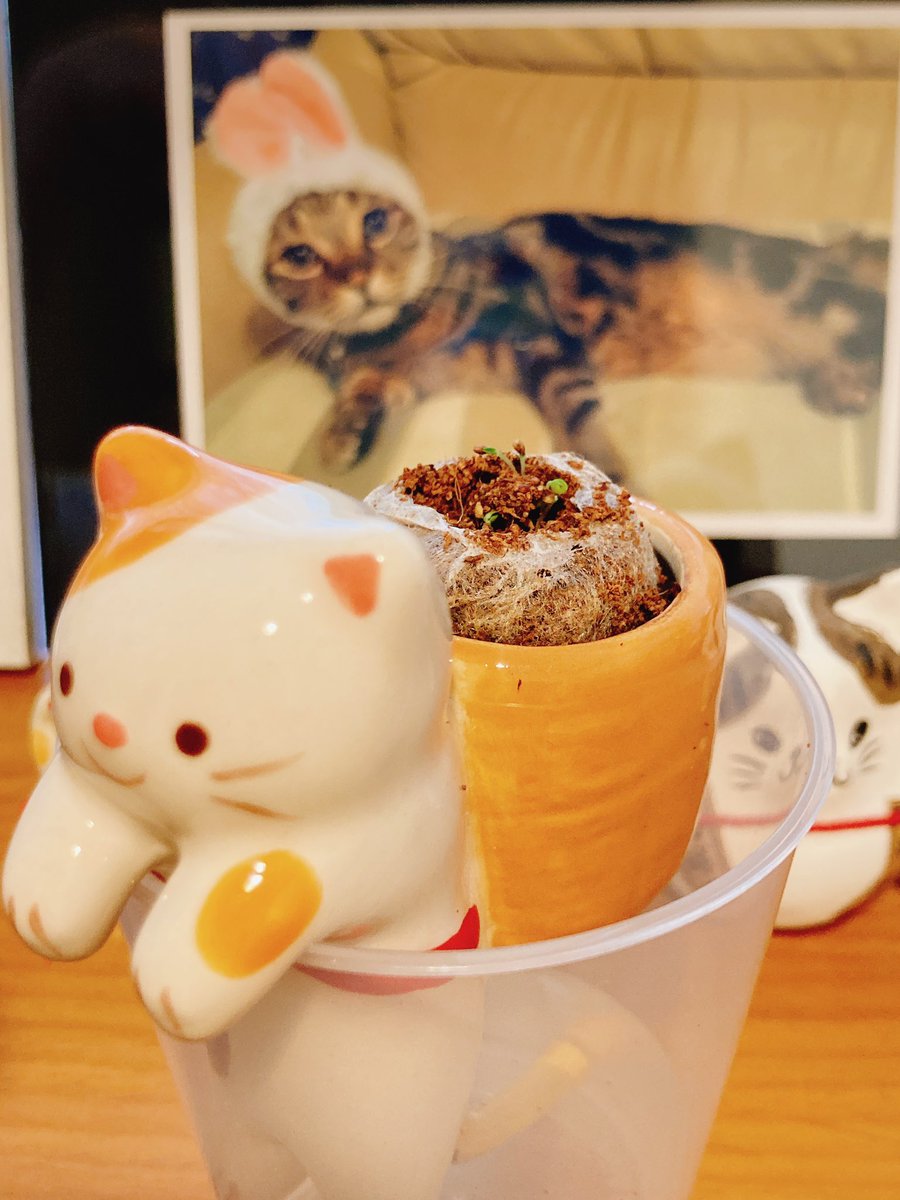 ca_co_55's tweet photo. ��生日🎁に貰った #shippon
今日芽が出た🌱🙌 https://t.co/Qr4fDtxxOB