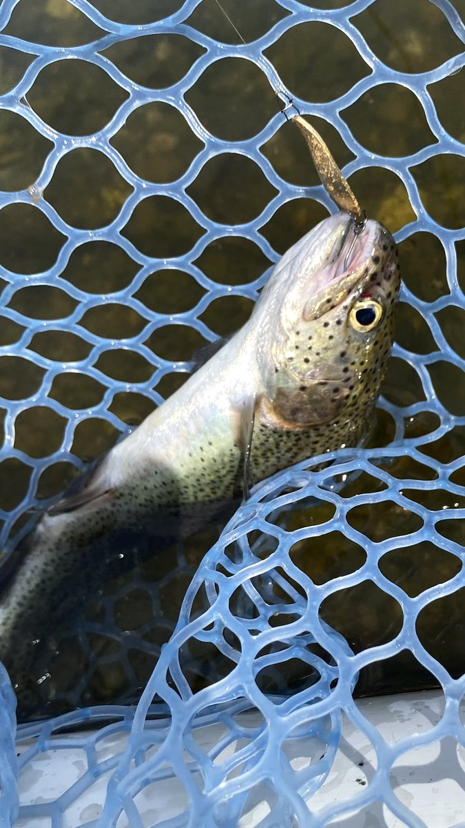 P_iii's tweet photo. イチロー池オープン4日目も良く釣れた〜🎣
ノア2.6g〜1.5gが調子良さげで良いスプーンの練習になって今日も楽しかった〜😊 https://t.co/v5n2153GBw