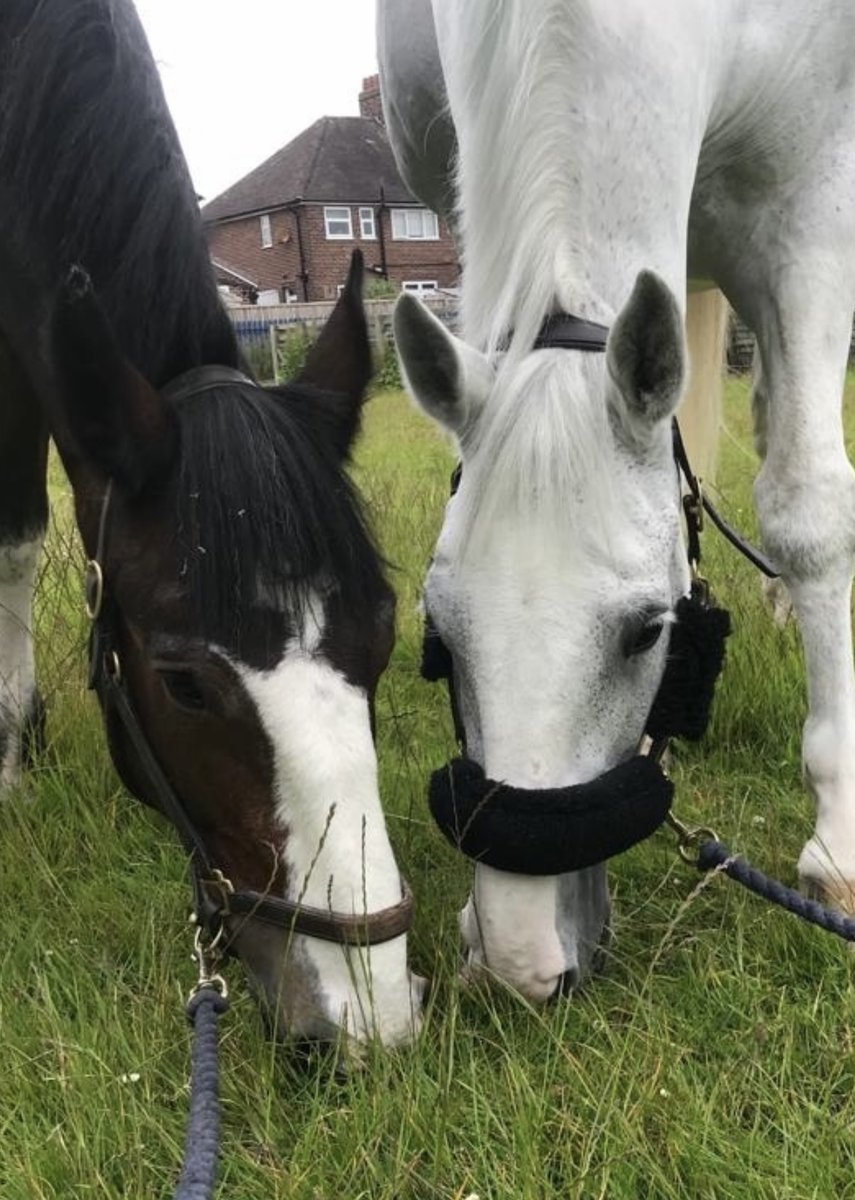 MerPolMounted's tweet photo. Colleagues that graze together………stick together.
#StandTall #PHArnie #PHSilver #WorkBesties https://t.co/viQKjBU3b9