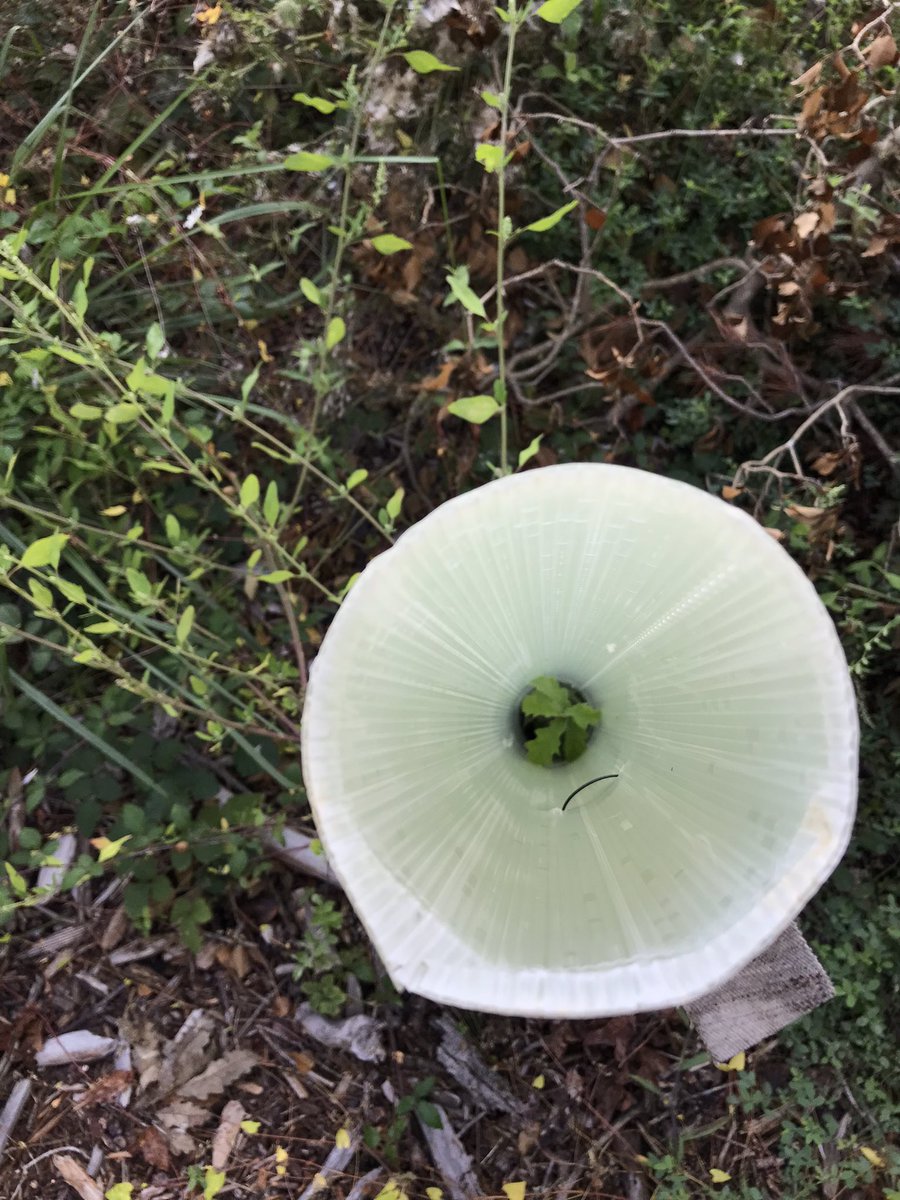 #ThingsIdo4RESONATE: In our @RESONATE_forest case study we’re visiting a 1-year old oak stand with native oak species. With the intense drought of the past years the survival rate is less than 50%. The tubes are used for projection against browsing & the sun. #forest #Resilience