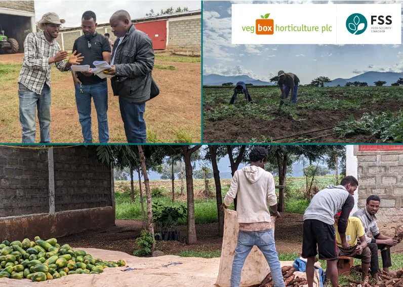 FoodSecStandard's tweet photo. 🌱🌍 Exciting News! Vegbox Horticulture Ethiopia is starting their Food Security Sensitive Management (FOSSEM) journey. 🍏🍊
In this transformative process, they're taking significant steps to ensure the right to food for their workers and local communities. 🤝🌾 https://t.co/BV6AJjdbPY