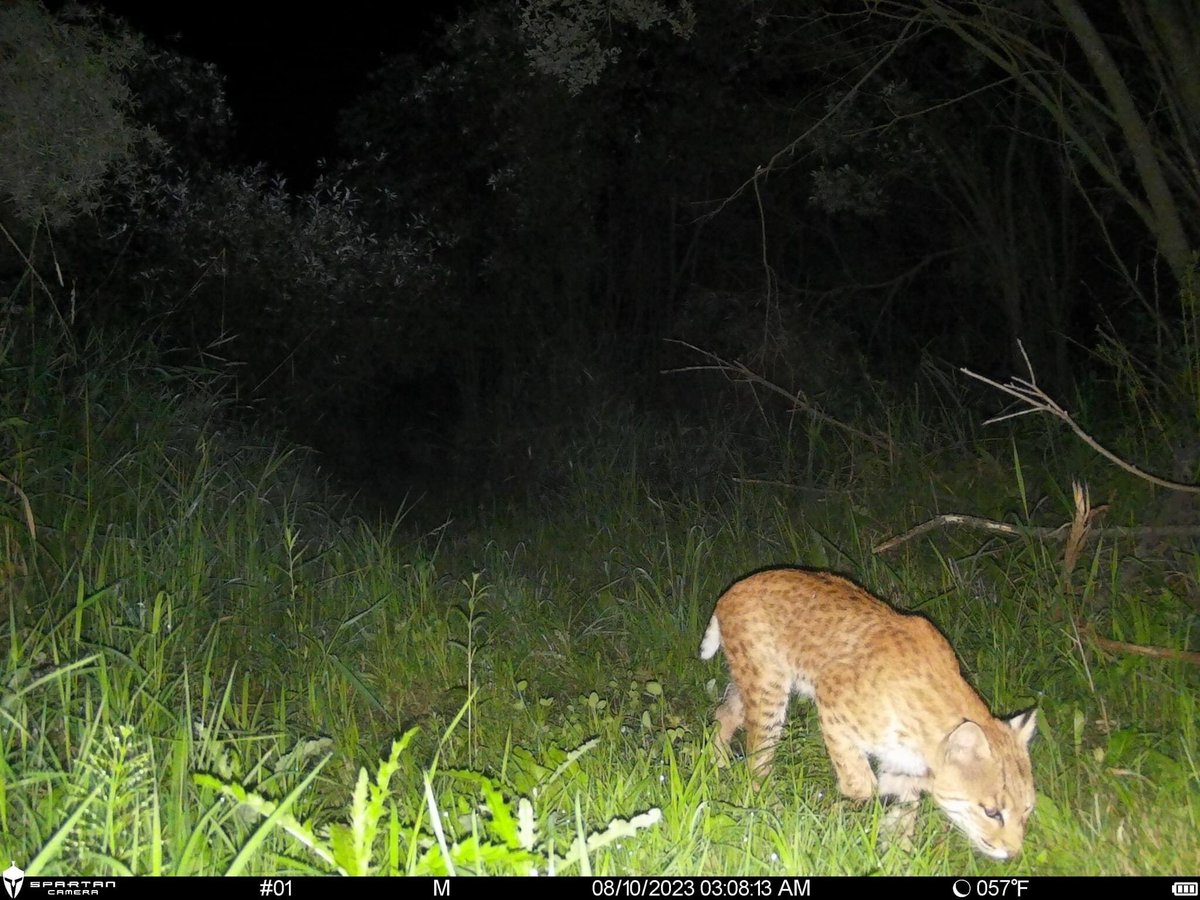 trailcamjunkies's tweet photo. It’s not always the deer…. @spartancamera https://t.co/6BwfqRdMe4