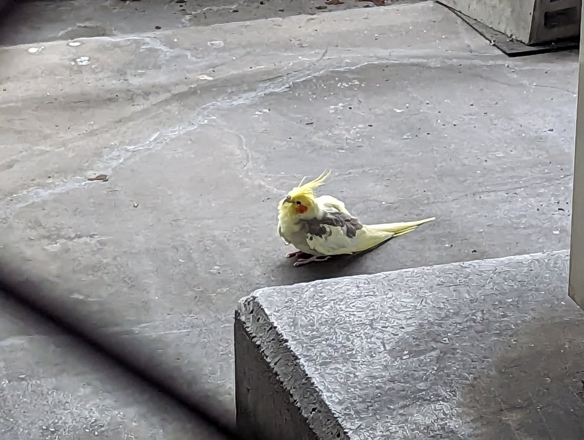 iss0_a's tweet photo. イオンの駐車場にいたんだけどオカメインコかな？ https://t.co/rbPjp6WCDp