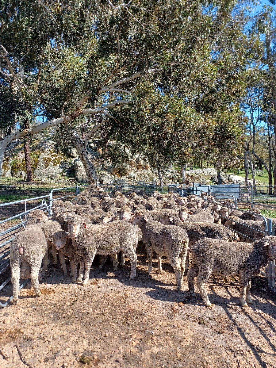 Highly likely most of these animals pictured will get shot because I can't sell them.  Thanks <a href="/MurrayWatt/">Senator Murray Watt</a> and the ALP.   What a boost for our mental health 😡