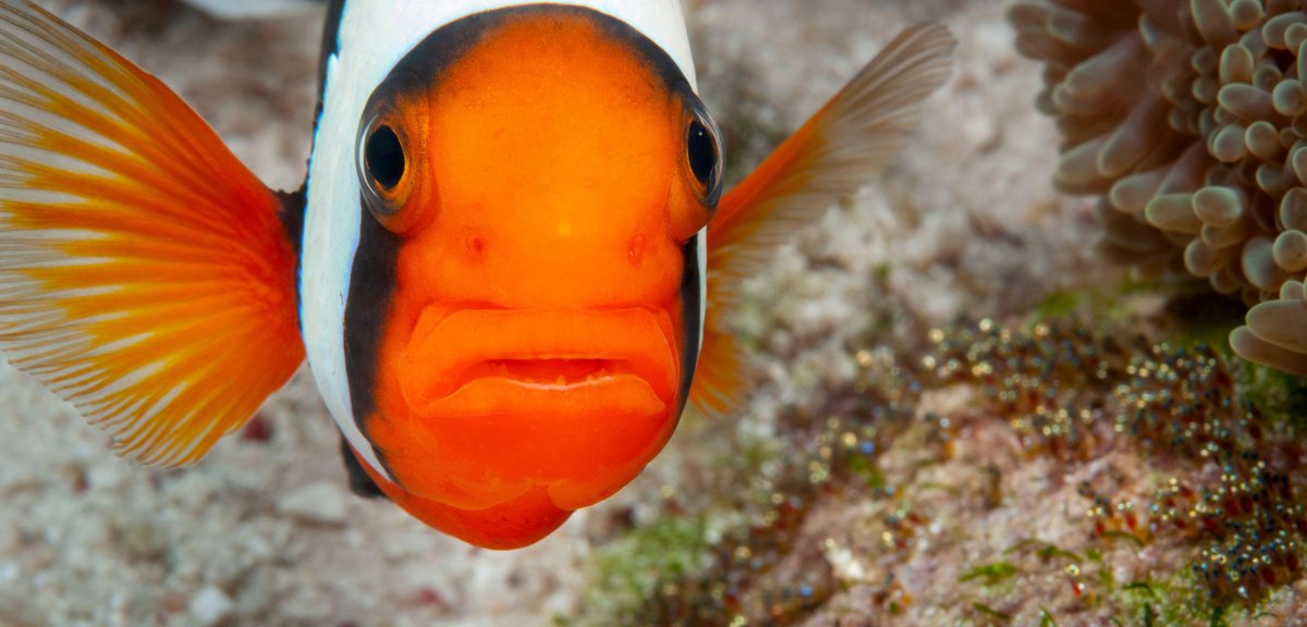 CaraSantaMaria's tweet photo. As climate change becomes more serious, clownfish may be forced to grow up too soon.
#Clownfish #ClimateChange #GlobalWarming #RisingTemps #FishDevelopment #MarineBiology
https://t.co/LwIxpAGFu2 via @hakaimagazine https://t.co/LxkPqHJSkh