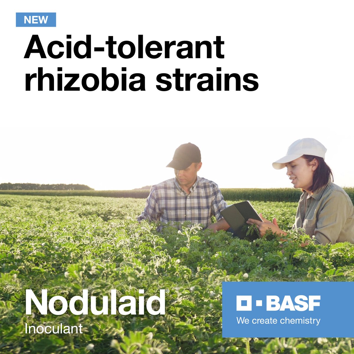 BASF_Agro_Au's tweet photo. From 2024, Nodulaid E and Nodulaid F inoculants will contain new strains of acid-tolerant rhizobia with proven capacity to substantially increase nodulation and N fixation in acidic soils! Click here to download the fact sheet: https://t.co/8VRysDUu6o https://t.co/cijBKM7kIh