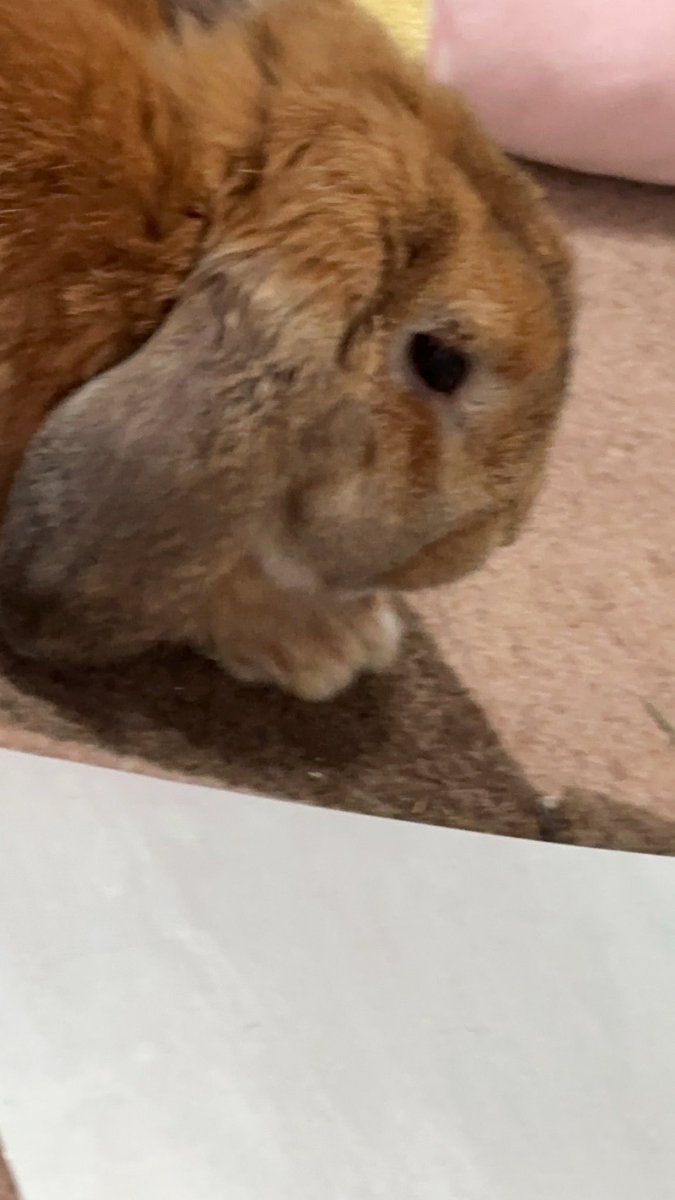 sakura2916's tweet photo. 朝ごはん全く食べないし、ずっとソワソしてるしいつもと様子がちがう。って事で在宅やけど途中で中抜けさせてもらい病院へ行ってきました。
「鬱滞」でした。。エアコンはずっとつけっぱなしやったけど、��つもより少し温度が高かったのかも。っても室温24℃やねんけど、、　彼らの適温22℃(T ^ T) https://t.co/H57zgIVGRa