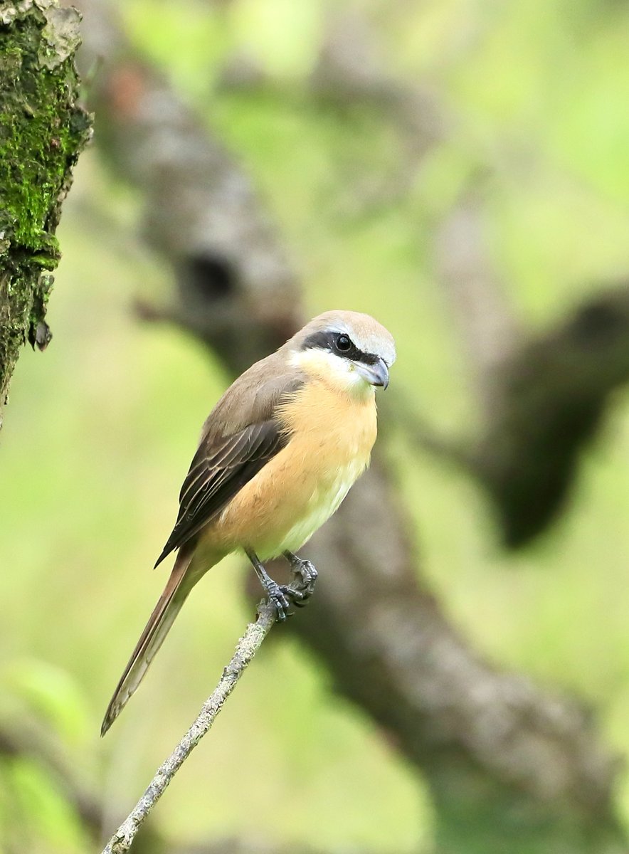 ChinaDaily's tweet photo. The little brown shrike stands tall on a twig, eyes out for food, like a dedicated hunter! (Photos: Song Wenwei) #Nanjing #OneMoment https://t.co/sYY4g4HBcB