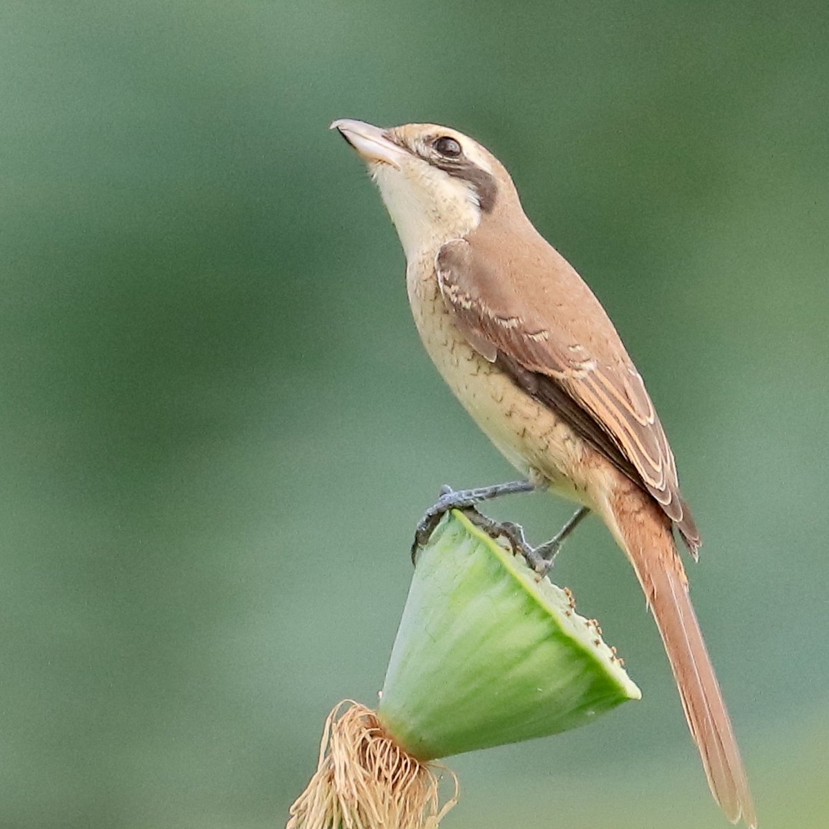 ChinaDaily's tweet photo. The little brown shrike stands tall on a twig, eyes out for food, like a dedicated hunter! (Photos: Song Wenwei) #Nanjing #OneMoment https://t.co/sYY4g4HBcB