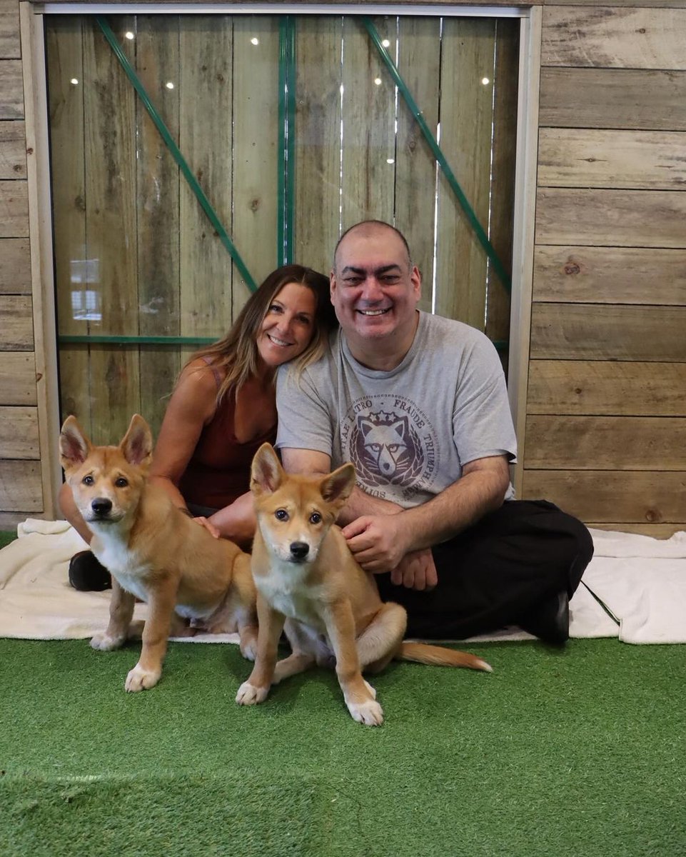 missmaewest's tweet photo. Shazza the dingo is one of my favorite characters, and while in #Australia I got to hang out with dingo pups and @SpaceCaptSteve, some roos - and I got a surf in too!
@Tasmanian_Tiger #travelwiththerealshazza #travelwithshazza #tythetasmaniantiger #ty4 #nintendoswitch https://t.co/xhgqEXQB4E