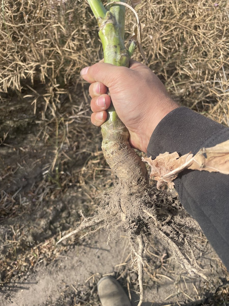 Anybody see in the invigor fields some monster random plants? Been seeing some obvious monsters scattered around but this one takes the cake