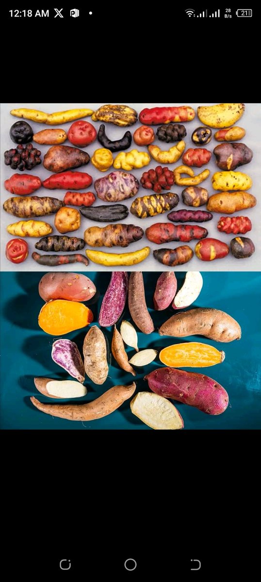 Hello world! With approx. 5000 varieties of potato, how many do you know? 🫣

PT CR: