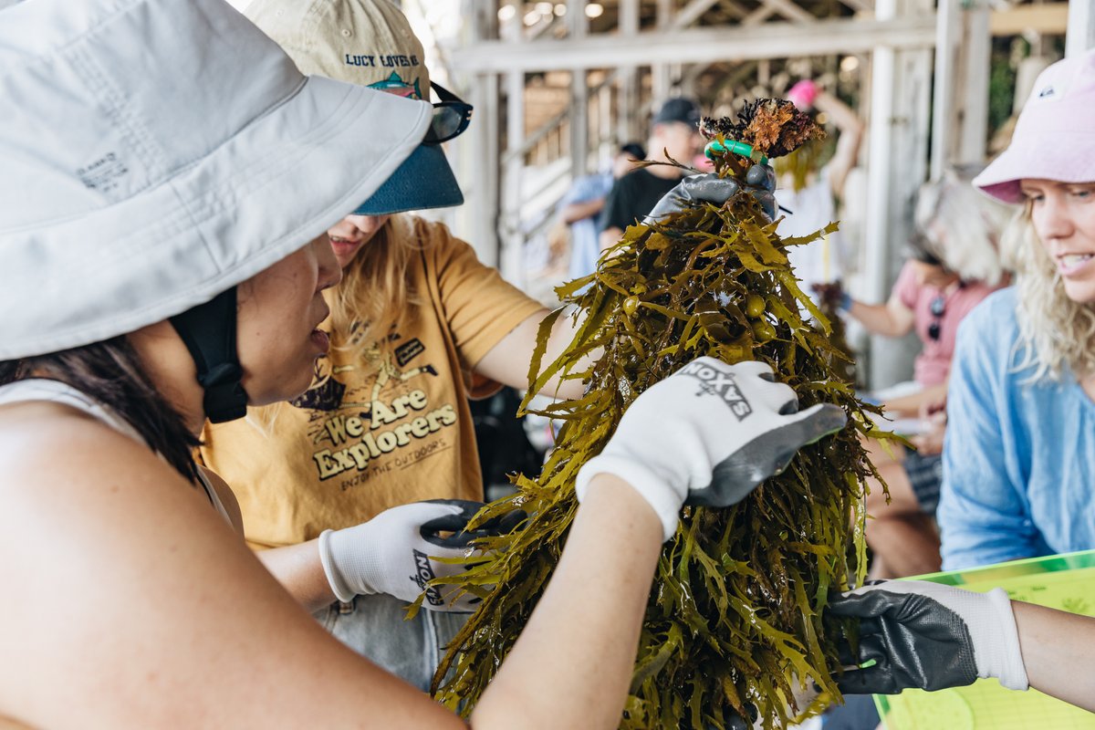 Before jumping into the water for the crayweed planting activity, the @weareexplorers_ volunteers helped us collect some important data, including establishing whether the crayweed was male or female. You can determine the sex by the patterns on their blades!