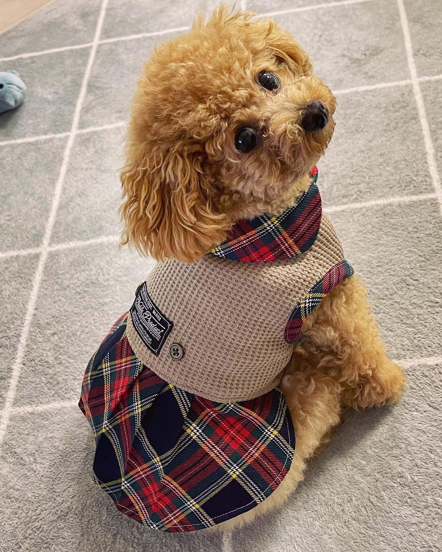 ⃛SNM◡̈*♡様リクエスト専用ページ② ハンドメイド犬服 ハンドメイド 犬服 2着 - メルカリ