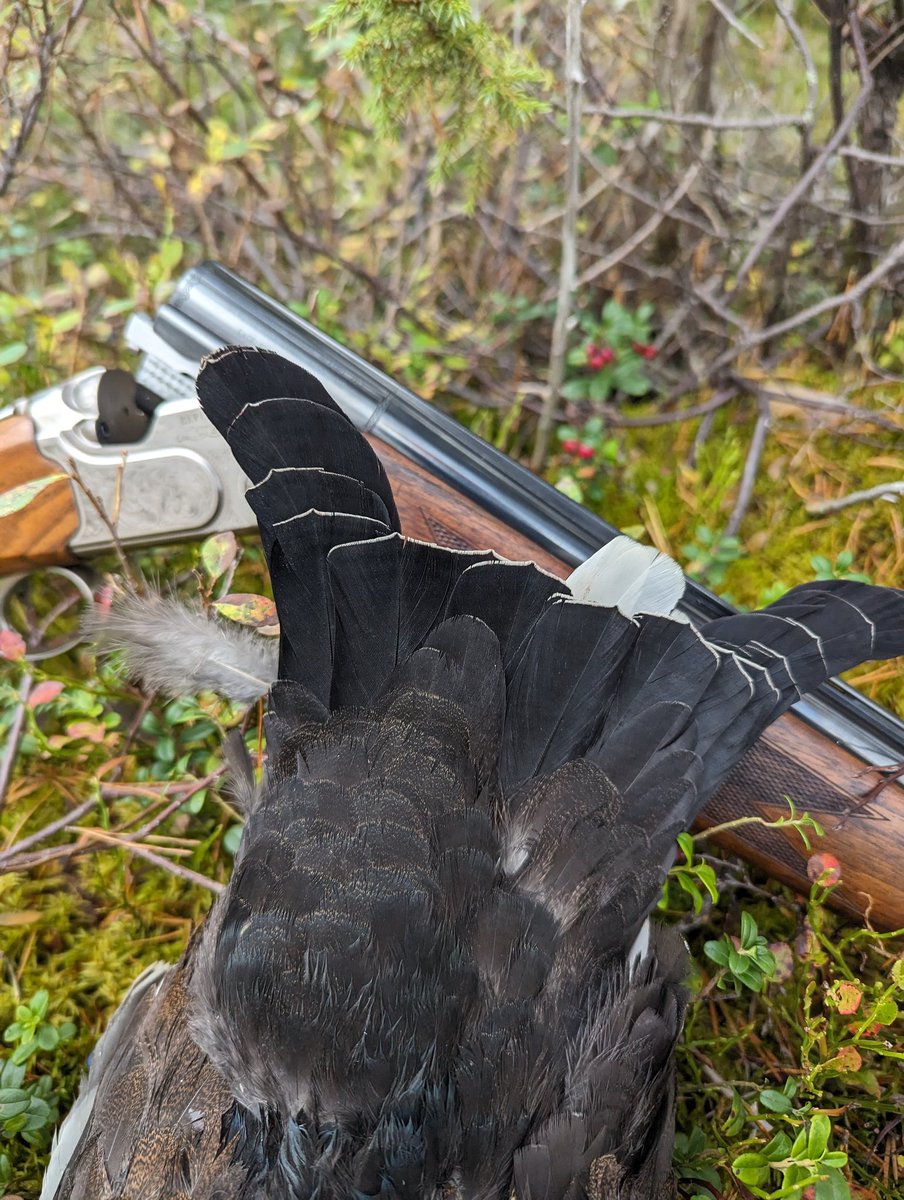 HuntersComp's tweet image. User: Andreas
Date: 2023-09-23
Country: Norge
Region: Viken
Species: Orrfugl
Sex: female
Weight:  1.00 kg / 2.21 lbs
HuntersCompanion.com
#hunting #jakt #jagd #chasse