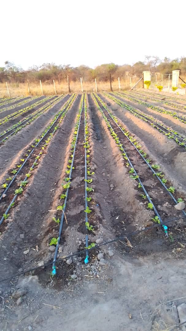 Testimonial Tuesday 🥳🥳🥳🥳🥳

Kudos to our Farmer in Beatrice for the 4blocks of Lettuce Commander, at diff stages. More salad, better health.

Seedlings supplied by GreenHope Seedlings Nursery.

#rimasomething
#greenhopeseedlings
#seedingyoursuccess