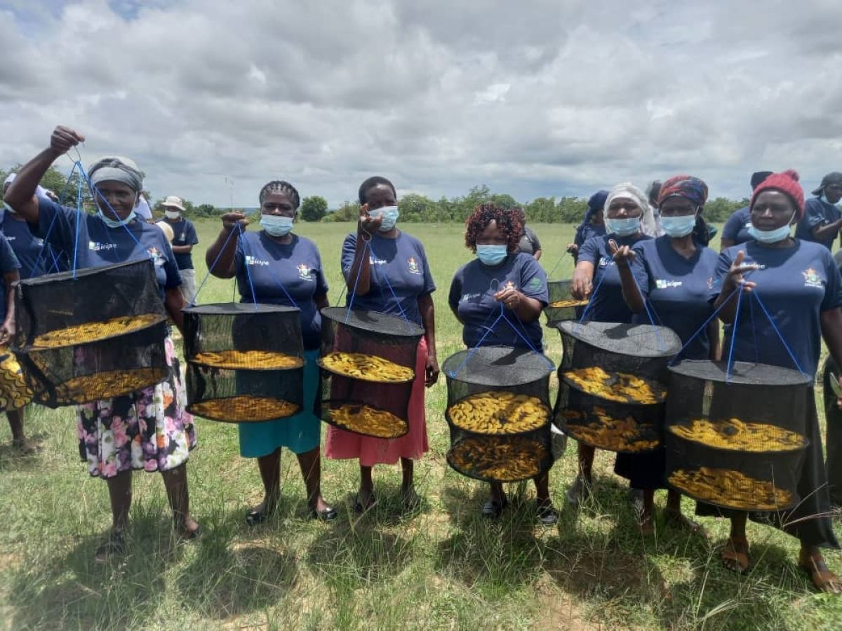 ACIARAfrica's tweet photo. Mangoes are a high-value horticultural crop &amp; an essential source of #nutrition. However, 80% of mangoes are lost to fruit 🪰, hampering local 🥭productivity &amp; curtailing export opportunities. 

Find out 👉https://t.co/YZgr1xWjJx how 🇦🇺 &amp; 🇨🇦 have restored 🥭 markets in Southern🌍 https://t.co/1hdXcSUrwN