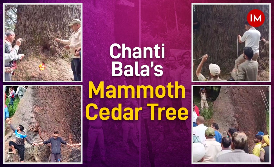 i3masterminds's tweet photo. #Largest
Tiny J&K Village Could Become The Proud Owner of World’s Largest Cedar Tree
Read on-
https://t.co/3ReUIwnGVo
@moefcc @DistrictDoda @CentreDoda @jk_forests @CentralIfs @LadyIFSOfficers #Bhaderwah #DeodarTree #CedarTree #LargestTree #OldestTree #Kashmir https://t.co/7AHVn8HEE1