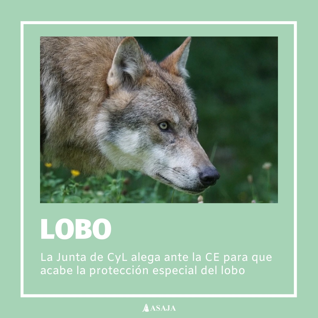AsajaNacional's tweet image. La @jcyl alega ante la @EU_Commission para que se acabe la protección especial al #Lobo

Reconoce el esfuerzo de aportación de información efectuado por las #OPAs

👉ow.ly/HQ9450PPxeS
