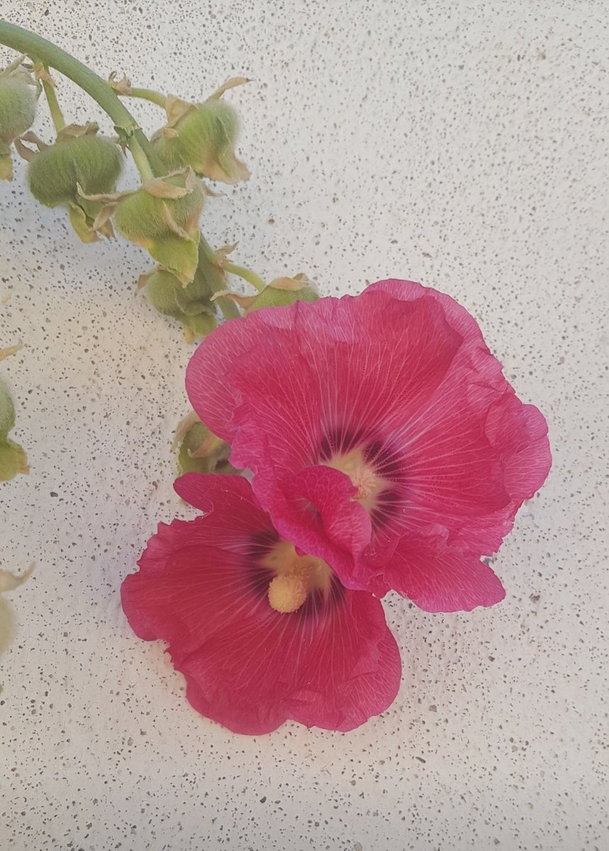 carmen91949696's tweet image. El Señor mira desde el cielo,
se fija en todos los hombres;
desde su morada observa
a todos los habitantes de la tierra:
él modeló cada corazón,
y comprende todas sus acciones.

Sal 32
#Laudes #26Sept

¡Buenos días!