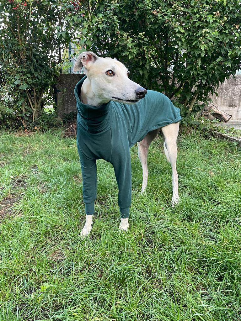 Your greyhound/whippet/galgo can have a handsome turtleneck from Furever Greyt this autumn ... out now! rb.gy/dkcs0 #greyhound