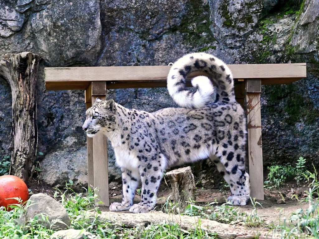 しっぽが… まるで柴犬 #多摩動物公園 #ユキヒョウ #フブキ